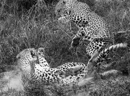 Mating leopards