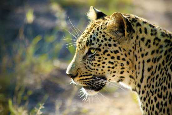 A leopard close up