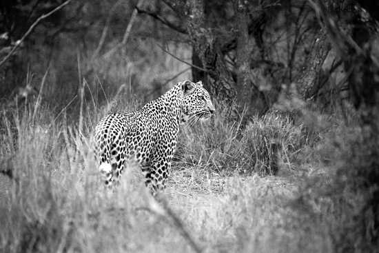 A leopard in the Sabi sand