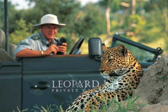 A leopard spotted on game drive at Leopard Hills private game reserve