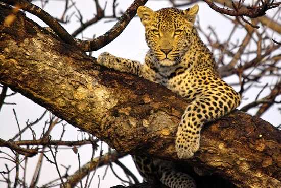 A leopard rests in a mopani tree