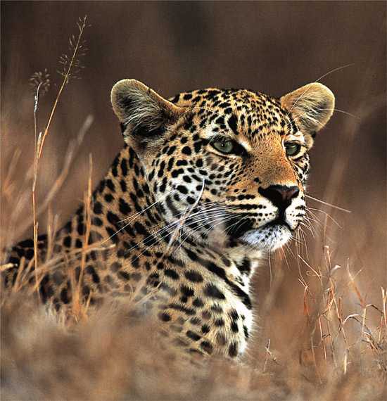 A leopard in long grass