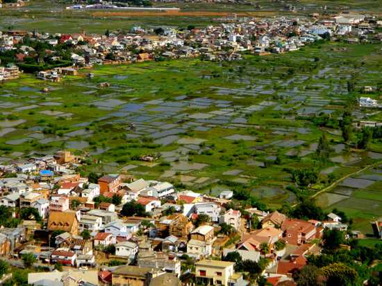 Rice Paddies as far as the eye can see