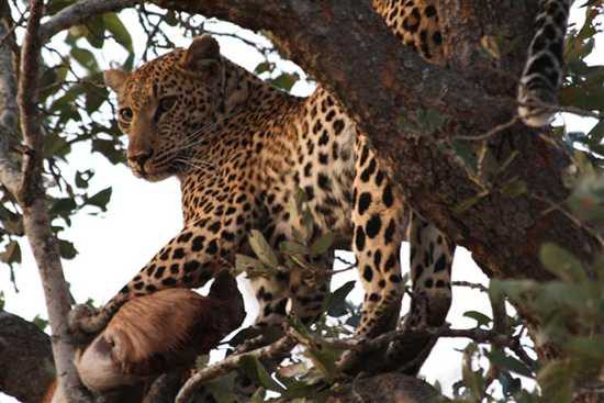 Big Five Leopard