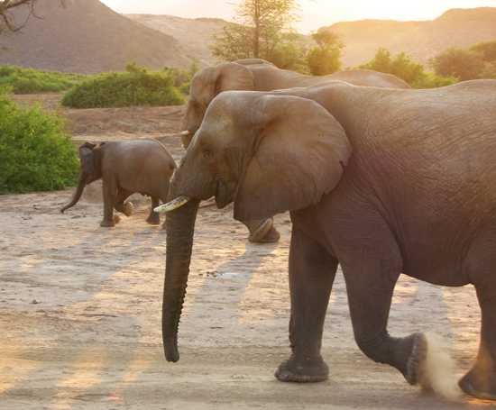 Elephant and other wildlife roam the Damaraland