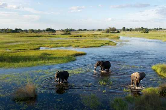 Elephants in the Delta