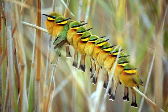 Birds all in a row on the Okavango Delta