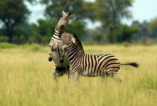 Two Zebra fighting in Botswana