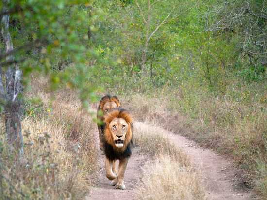 Two lions walk down a road