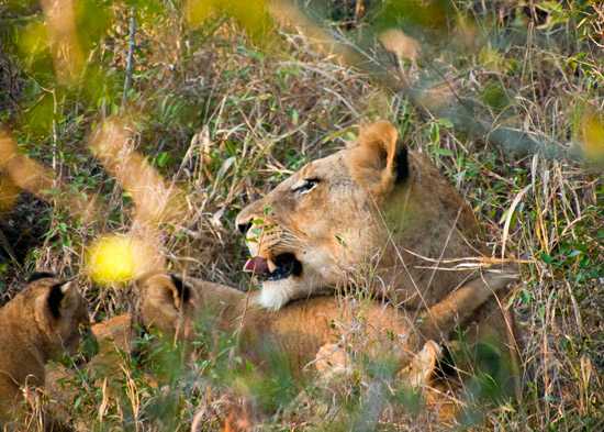 A lion and cubs