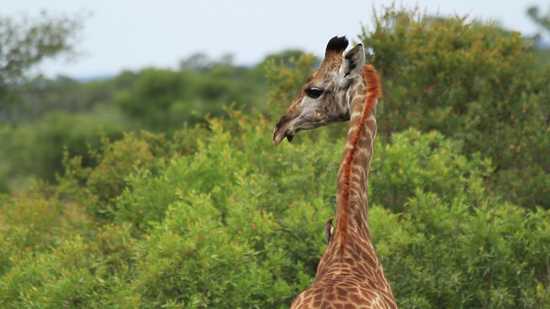 Spot giraffes in the Savanna Game Reserve