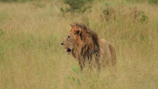 A male lion in the grass at the private Savanna Game Reserve