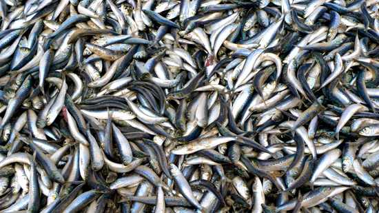 The Sardine run off the coast of Durban