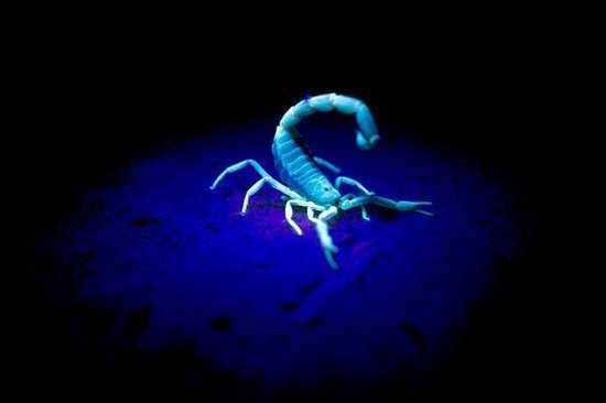 Did you know scorpions glow under UV light -2011 Damaraland Challenge4aCause Cycle?