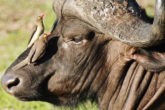 The buffalo is a large, cattle like animal seen throughout Southern Africa