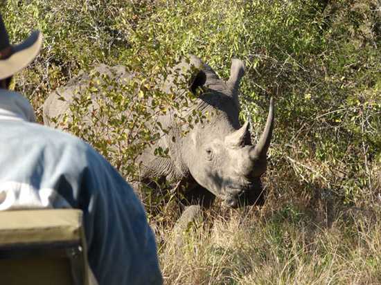 Look out for white and black rhino on safari