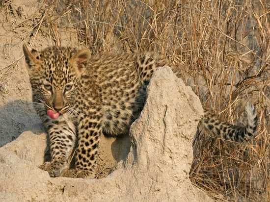 They're cute, but don't try your luck with leopards