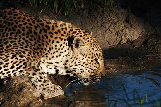 Leopards are elusive creatures and nocturnal