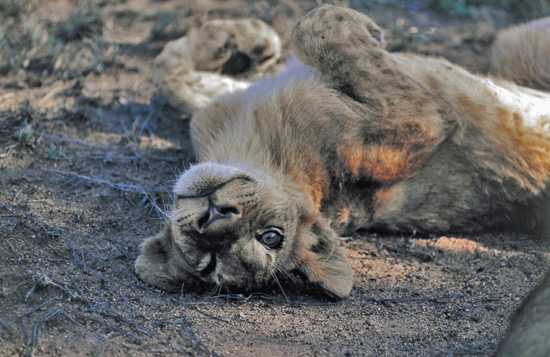 A lion cub scratches its back on the earth