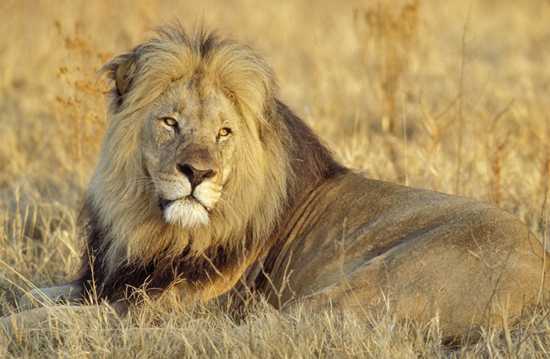 This big cat makes up Africa's Big Five