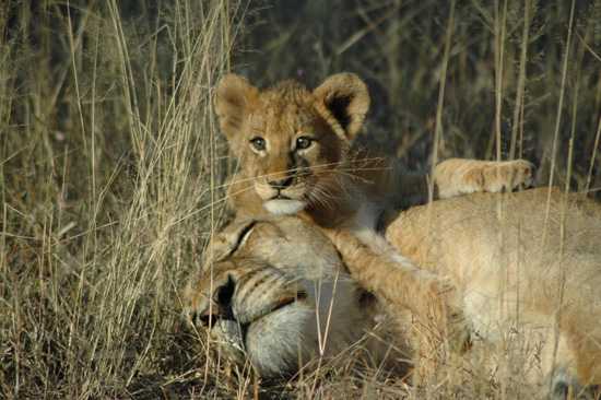 Lions enjoying the sun in the great Lion Sands Game Reserve