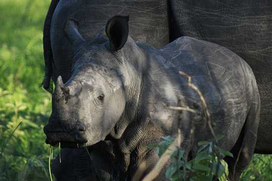 The black rhino is one of Africa's Big Five