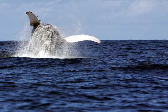 Whales put on spectacular shows for spectators on the Garden Route coastline