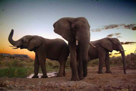 View of elephants from the Siduli Hide, near Vic Falls