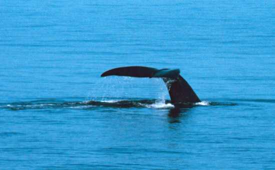 Whales gather in the bays of the Garden Route