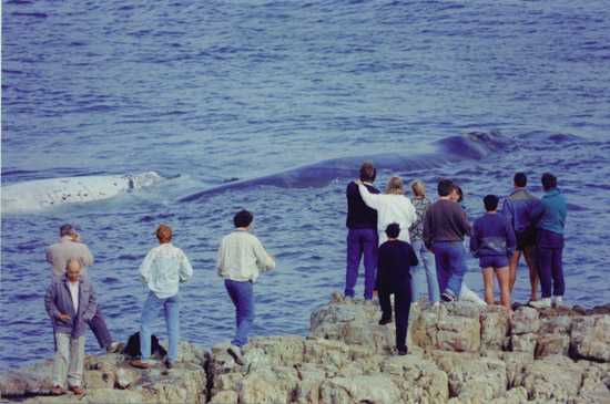 Guests of the Abalone Lodge gaze at these marine mammals