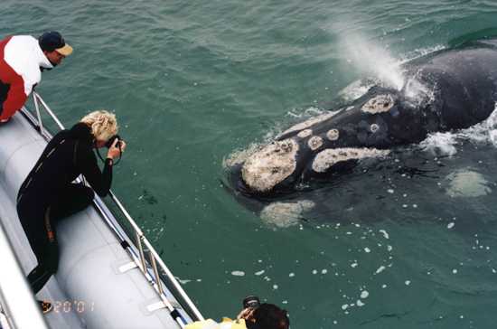 Whale season in the Garden Route makes for great photo opportunities for locals and tourists