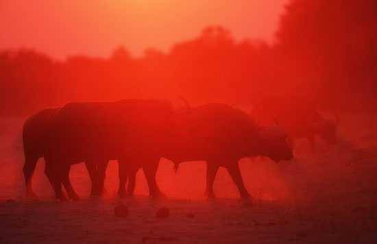 Buffalo in the Serengeti