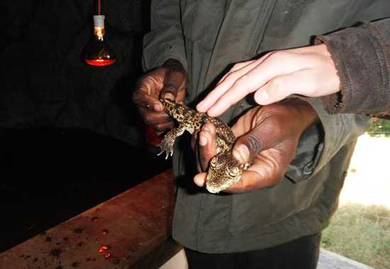 The Livingstone Crocodile and Amphibian Rehabilitation Centre is a must