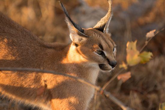 The turfed, black eyes are characteristic of these wild cats