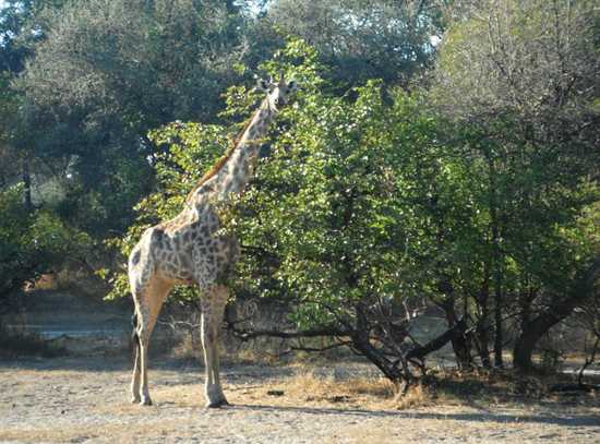 You can spot giraffe from your kayak on the Zambezi River