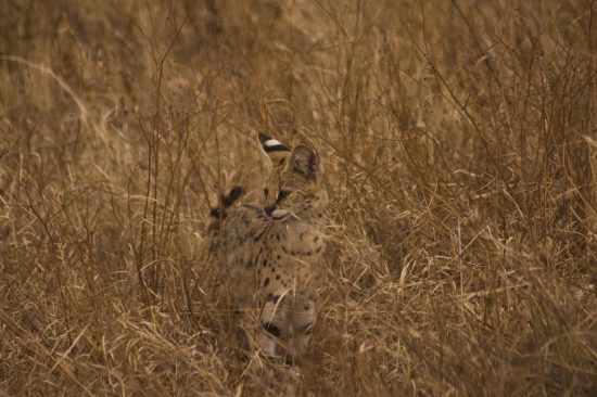 A serval spotted in Tanzania