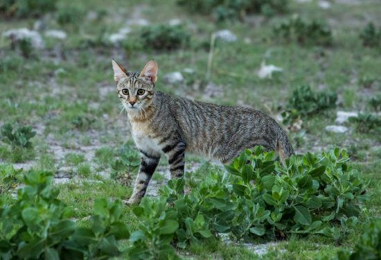 The rare African Wild Cat in Namibia 