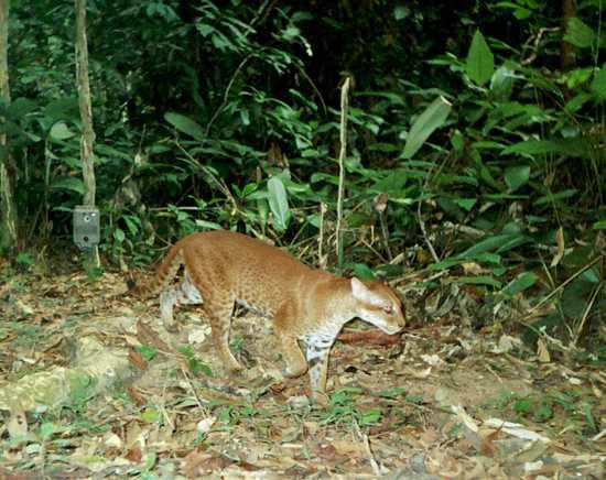 The African Golden Cat can be found in the hills of the Bwindi Impenetrable National Park