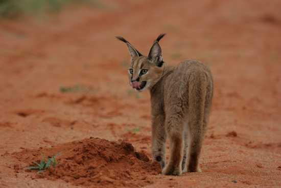 Spot a wide variety of animals in the Tswalu environment