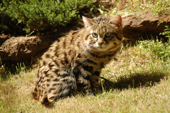 The smallest of the wild cats; Black footed Cat