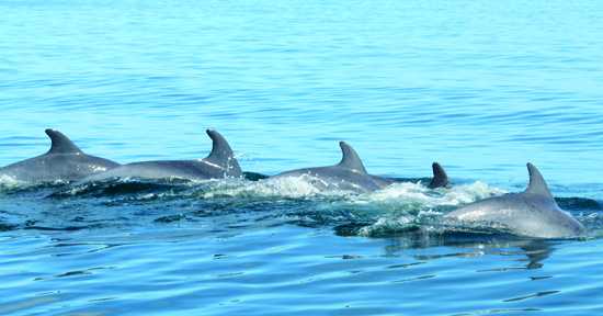 Watch these beautiful creatures swimmingly in their habitat