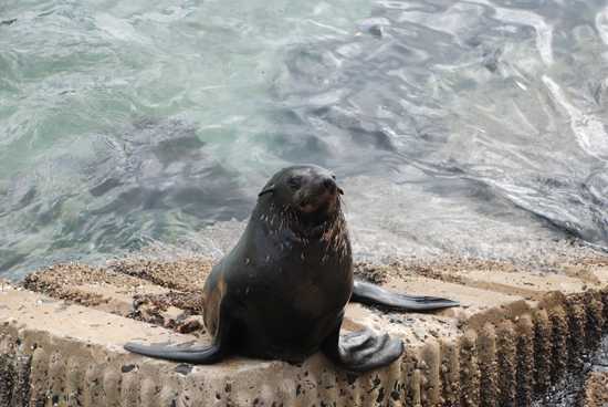 The marine mammal, the seal, forms part of the Marine 5