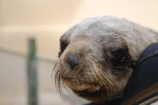 Spot seals and their pups