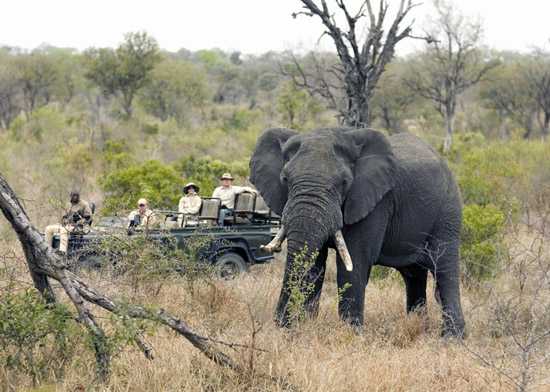 Go on a game safari at Singita