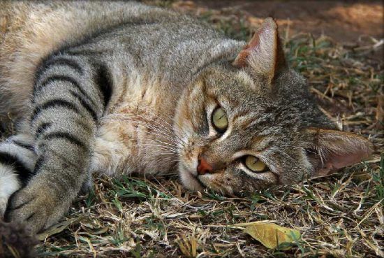 A close-up of the African Wild Cat spotted in Emdoneni Lodge, KwaZulu Natal