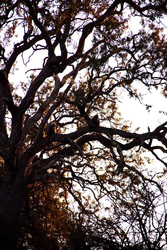 Baboon sunning themselves at Dawn