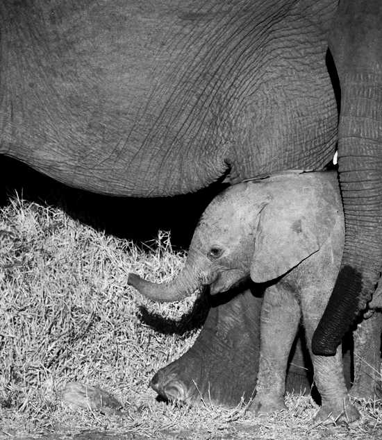 Baby elephant