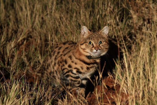 Tswalu Kalahari has a Black footed Cat in the area