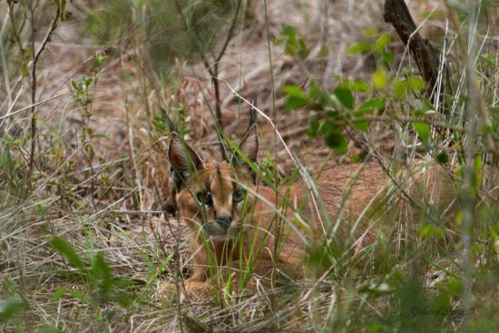 A rare sighting of a caracal at Somkhanda Game Reserve