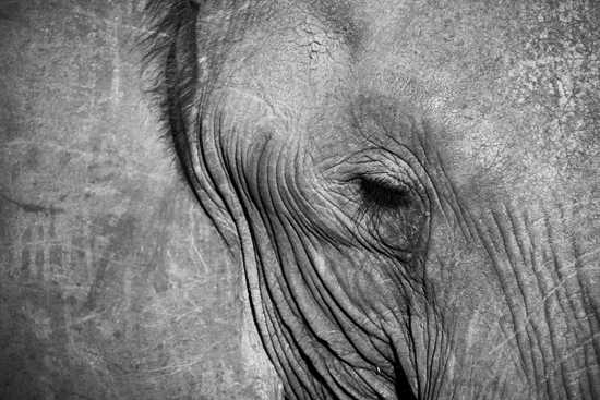 Elephant Close-up